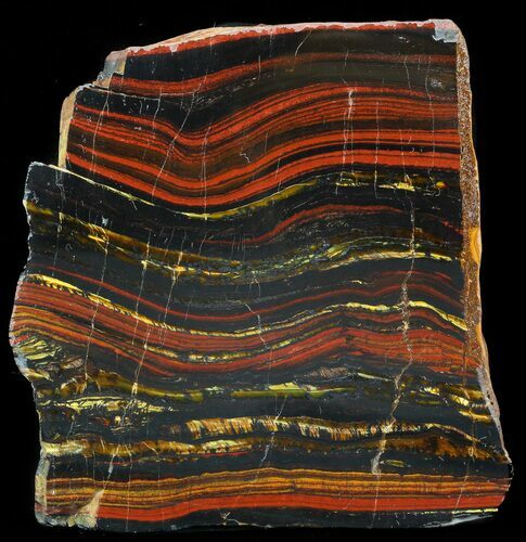 Polished Tiger Iron Stromatolite - ( Billion Years) #41081